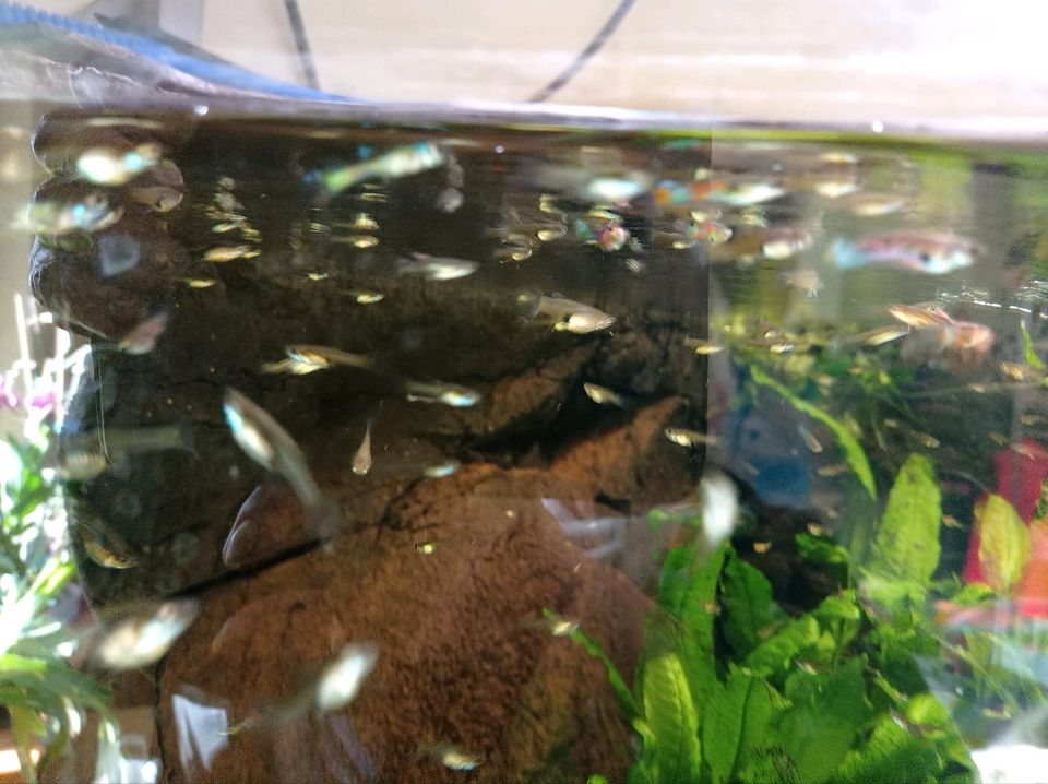 Endler Guppy 's abzugeben in Eigeltingen