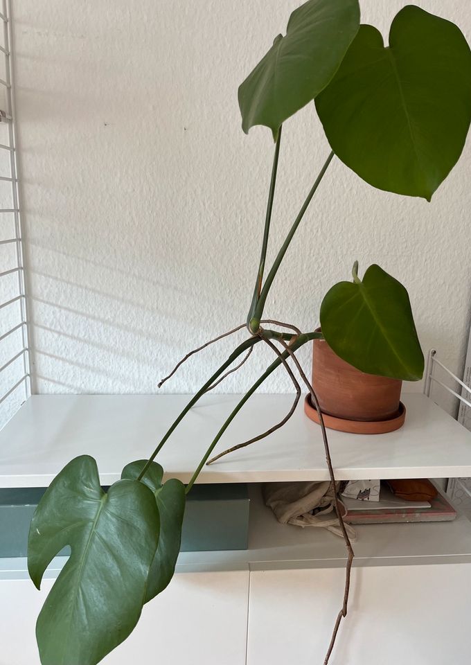 Monstera Pflanze zu verkaufen in München