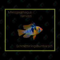 Schmetterlingsbuntbarsch Mikrogeophagus ramirezi Dortmund - Schüren Vorschau