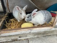 Kaninchenpaar sucht neues Zuhause Hessen - Friedrichsdorf Vorschau