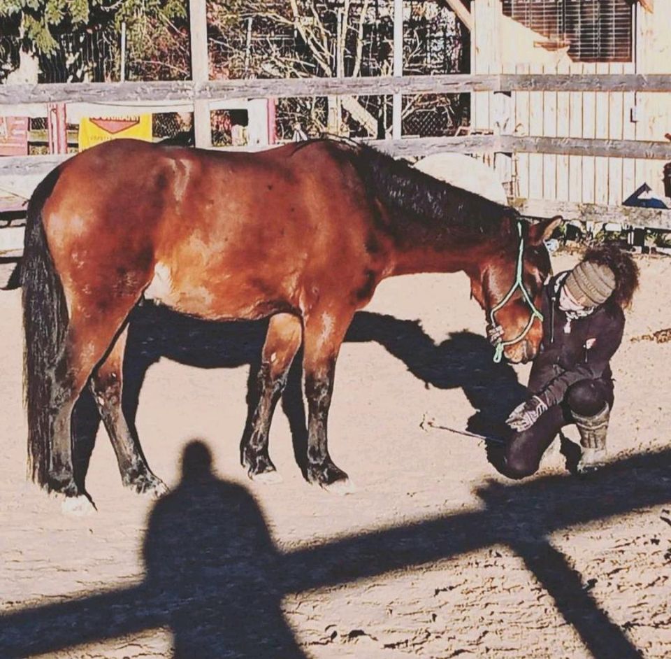 Unterricht Bodenarbeit, Freiarbeit, Natural Horsemanship in Würzburg