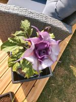 Datura Stechapfel Samen Sachsen - Taura Vorschau