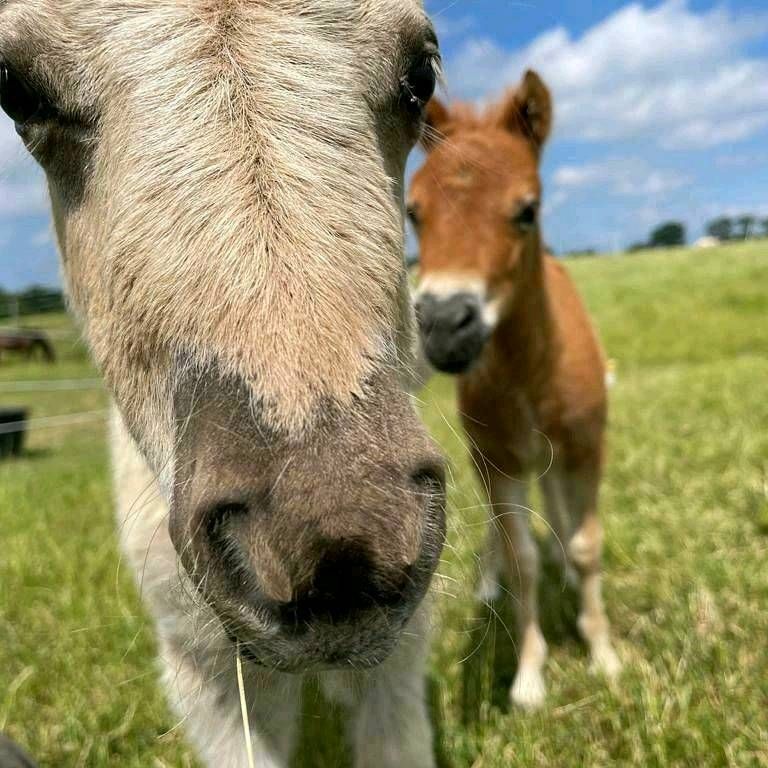 Ferienwohnung Urlaub Kinder Reiten Ostsee Pferde Bauernhof in Schönwalde