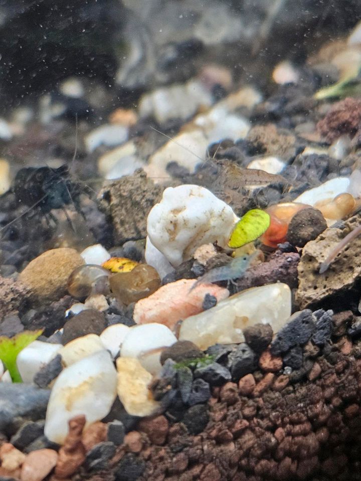 Aquarium Garnelen-Mix-23stk-20€ in Bielefeld