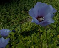 Gartenhibiskus Hecke Hibiskushecke Sachsen - Niederau Vorschau