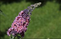 Flieder Schmetterlingsflieder Schmetterling Stock lila Bayern - Wolnzach Vorschau