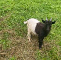 Walliser schwarzhalsziegenbock Bayern - Berchtesgaden Vorschau