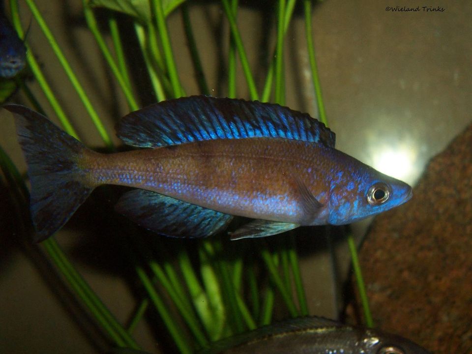 Cyprichromis microlepidotus Kasai in Neckargemünd