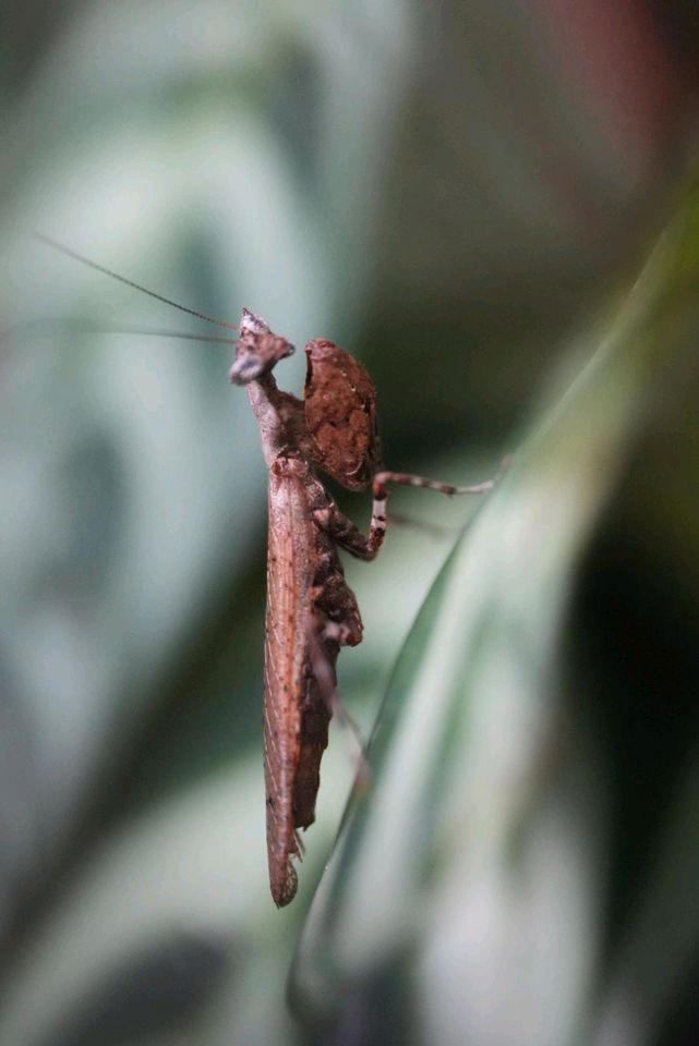 Otomantis scutigera, Gottesanbeterin, Ootheken in Aachen