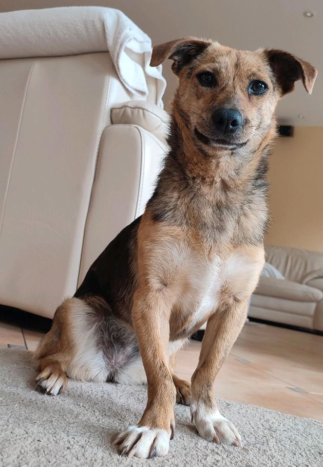 Kleine Seelenhündin Quina ❤️ sucht ihre Familie in Bad Kreuznach