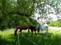 Gesundes Pferd, Tierarztkosten gespart - glücklicher Mensch Bayern - Jettingen-Scheppach Vorschau