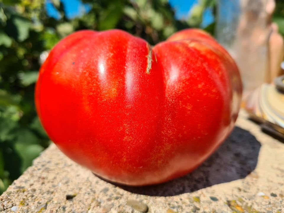 1€ Tomaten Fleisch Oxen Coctail San Marzano Pflanzen Sämlinge in Graben-Neudorf