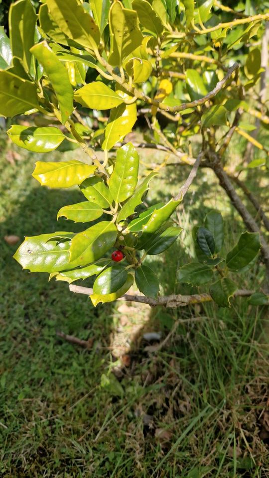 Ilex zu verschenken in Norderstedt