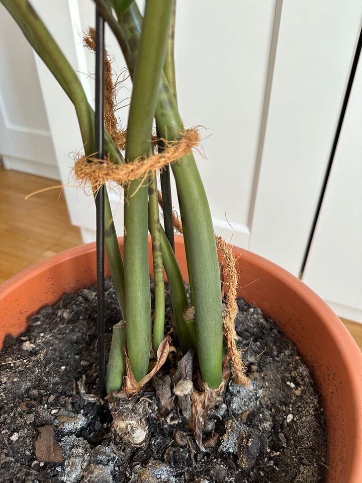 Glücksfeder (Zamioculcas) 80cm im Blumentopf + Untersetzer in Köln