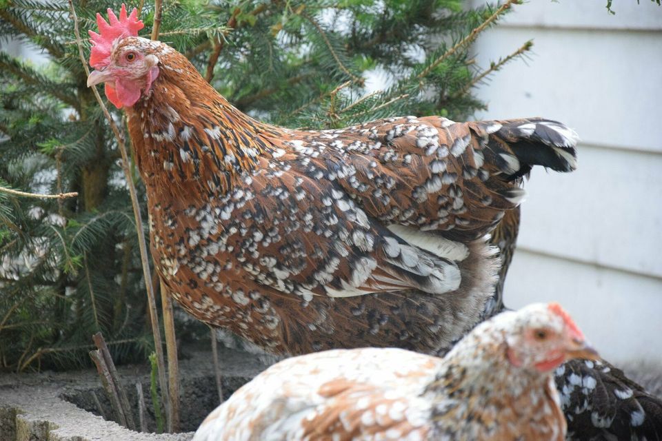 Orginal Schwedische Blumenhühner Bruteier in Grafschaft