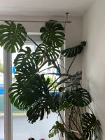 Monstera Groß - nur zur Selbstabholung München - Schwabing-Freimann Vorschau