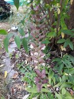 Acanthus Pflanze Gartenpflanze Leipzig - Paunsdorf Vorschau