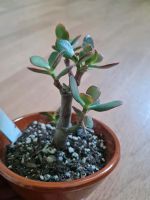 Crassula argentea cv Jade Variegata Geldbaum Sachsen - Mügeln Vorschau