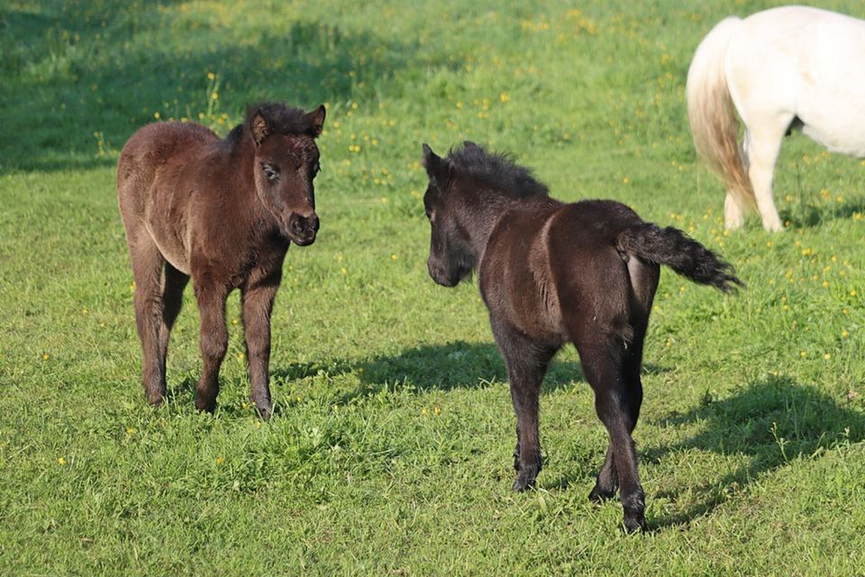 Typvolles, kräftiges Shetland Shetty Hengstfohlen Original in Hille