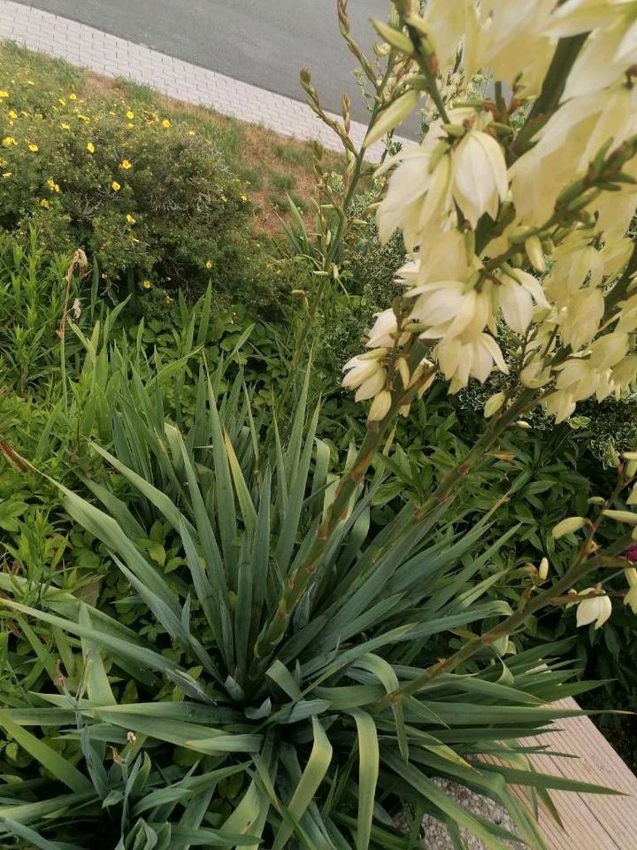 Palme Lilie/Yucca Palme in Hofgeismar