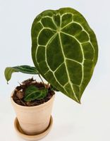 anthurium forgetii white stripes x besser aff Nordrhein-Westfalen - Krefeld Vorschau