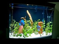 Aquarium mit unterschranck , Aquarium komplett Nordrhein-Westfalen - Eschweiler Vorschau