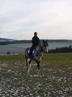 Reitbeteiligung an PRE Rheinland-Pfalz - Hausen Vorschau