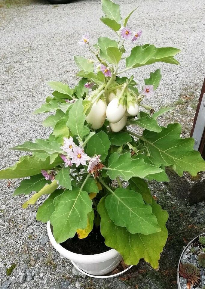 30 x Samen Eierbaum weiße Früchte  Pflanze Aubergine Gemüse in Dürrhennersdorf