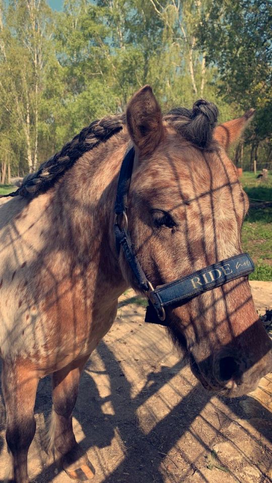 Deutsch Part-bred Hengst, Pony, Shetland in Coswig (Anhalt)