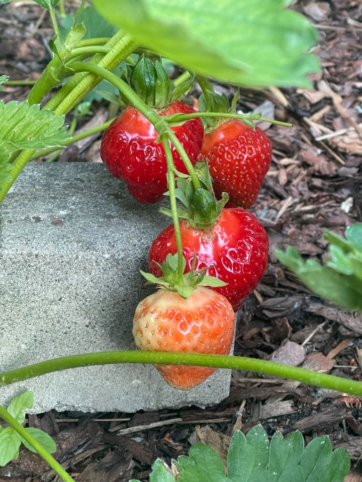 Erdbeeren 12 Stück - 10 € in Hamburg