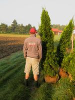 LEBENSBAUM THUJA SMARAGD BRABANT TOP HECKPFLANZEN Bayern - Eching (Kr Freising) Vorschau