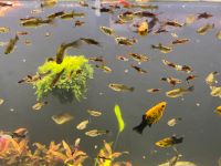 Endler Guppy Mix Sachsen-Anhalt - Bernburg (Saale) Vorschau