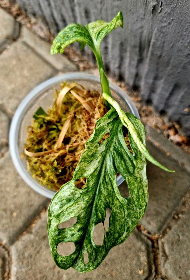 Monstera Adansonii Mint Variegata Kopfsteckling M66R in Obertshausen