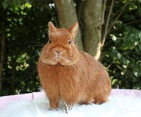 Hase Kaninchen Zwergkaninchen Farbenzwerg Rammler nicht kastriert Nordrhein-Westfalen - Bocholt Vorschau