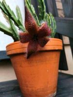 Stapelie stapelia hirsuta Aaspflanze angewurzelte Ableger Nordrhein-Westfalen - Troisdorf Vorschau