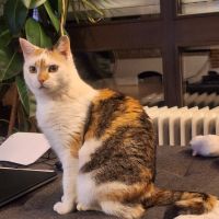 Katze MIMMI vermisst in Hengersberg Bayern - Hengersberg Vorschau