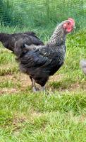 Marans Junghähne Hahn schwarz silber/blau silber Niedersachsen - Vechta Vorschau