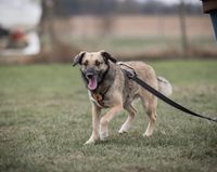 Rascal möchte dich kennenlernen Nordrhein-Westfalen - Kreuzau Vorschau