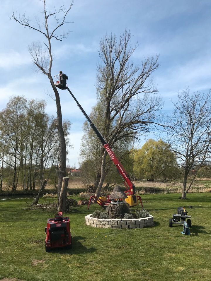 Baumfällung,Erdarbeiten, Wurzelfräsung,Rollrasen,Strauchschnitt, in Königslutter am Elm