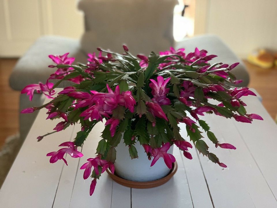 Weihnachtskaktus Schlumbergera Zimmerpflanze 63 cm in Friedland