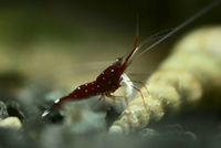 Caridina Dennerli Kardinals Garnele Sulawesi Sachsen-Anhalt - Magdeburg Vorschau