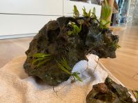Stein mit Pflanzen Auquariumdeko Nordrhein-Westfalen - Unna Vorschau
