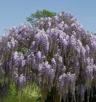 Blauregen Aunt Dee 60-80cm - Wisteria floribunda Niedersachsen - Bad Zwischenahn Vorschau