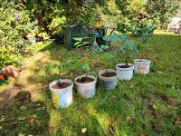 Nussbaum Juglans Regia (Walnuss Baum) Ableger Setzling Sprössling Baden-Württemberg - Karlsbad Vorschau