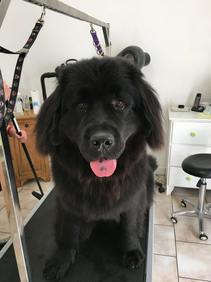 Hundefriseur Hundesalon Ottweiler in Ottweiler