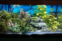 Sehr schönes Juwel Aquarium mit Unterschrank Bayern - Gesees Vorschau