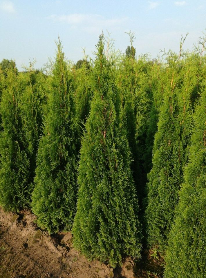 Thuja Smaragd - Lebensbaum, winterhart, Heckenpflanzen, immergrün in Willich