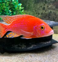 Paar AULONOCARA Firefish  Pink Red Coral    Super Rot Nordrhein-Westfalen - Blankenheim Vorschau