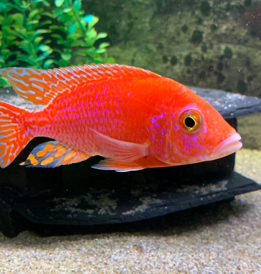 Paar AULONOCARA Firefish  Pink Red Coral    Super Rot in Blankenheim