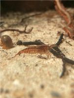 Biete Neocaridina davidi Algengarnele Wildtyp Brandenburg - Bernau Vorschau